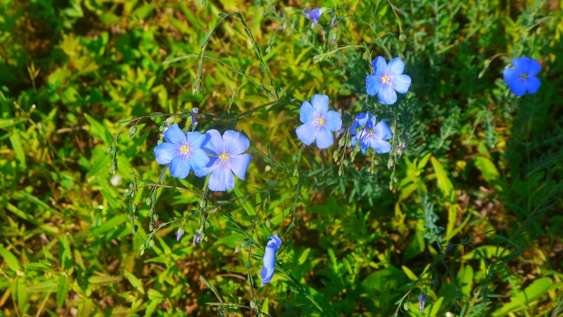p1100191-2-800x450